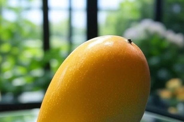 Miyazaki: The world's most expensive mango
