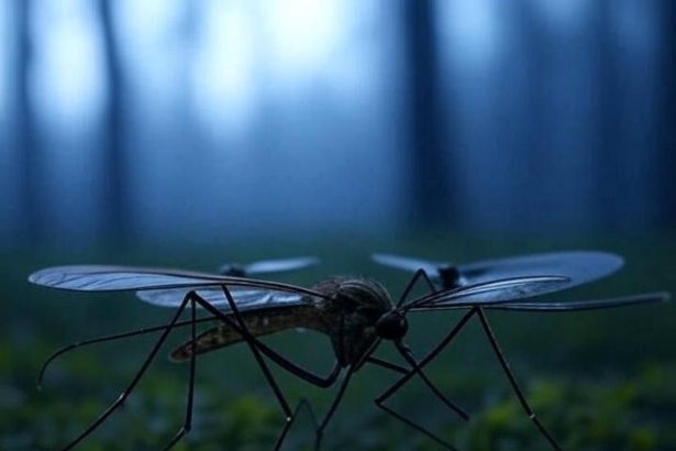 China's Mosquito Drone: World's smallest and most dangerous spy drone