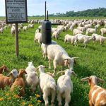 Uttar Pradesh Goat Farming Scheme 2025: Start profitable business with 50% subsidy